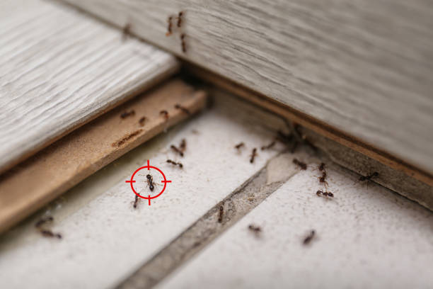 Best Cockroach Control Services  in Shoreacres, TX