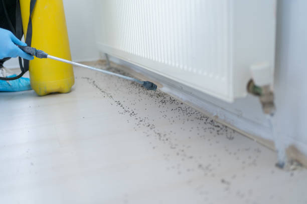 Best Wasp Removal Services  in Shoreacres, TX